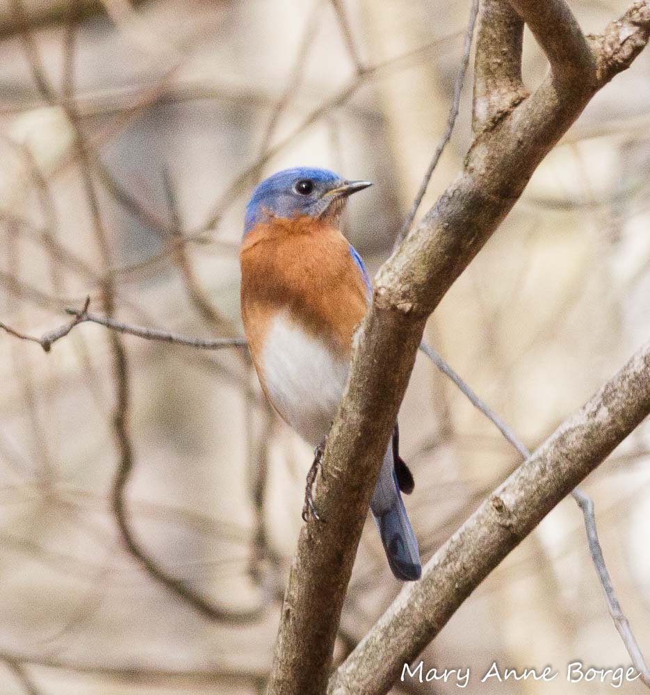 Eastern Bluebirds enjoy Winterberry Holly (Ilex verticillata) fruit