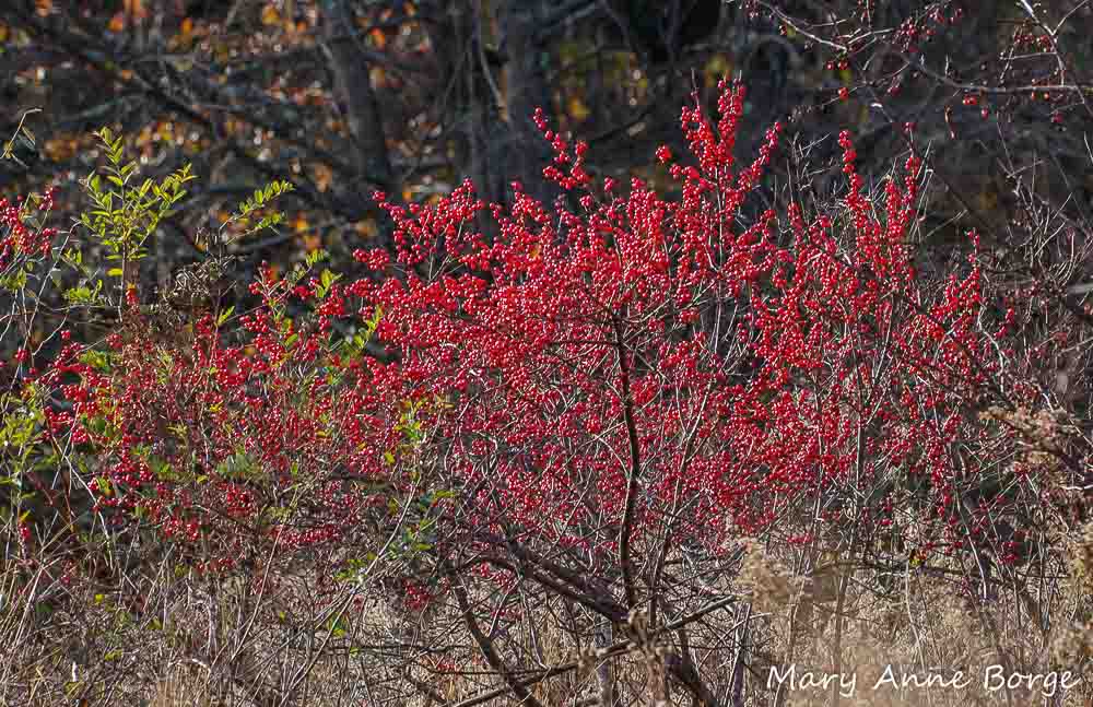 Winterberry Holly (Ilex verticillata) in fruit.