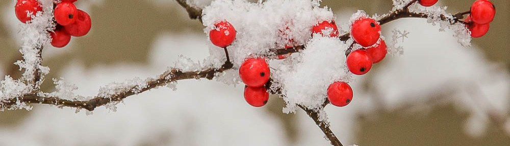 Winterberry Holly (Ilex verticillata) in fruit