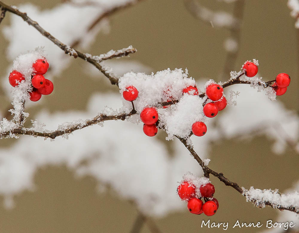 Winterberry Holly (Ilex verticillata) in fruit
