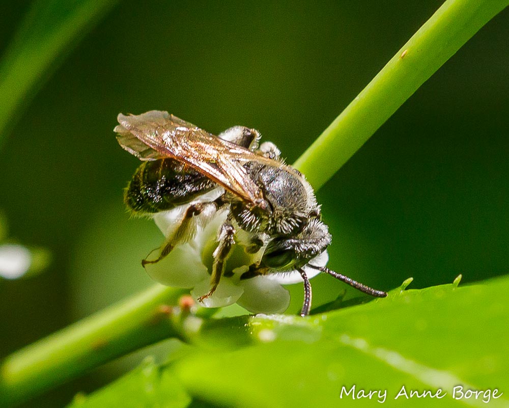 Mining Bee with a Winterberry Holly (Ilex verticillata) flower.