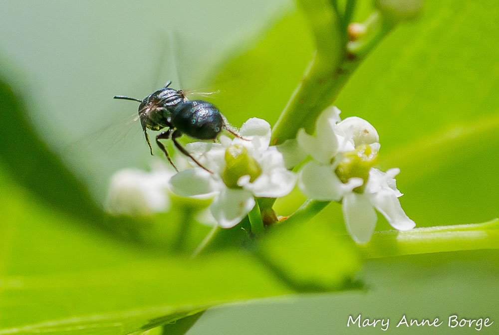Small Carpenter Bee (Ceratina species) departing from a Winterberry Holly (Ilex verticillata) flower.