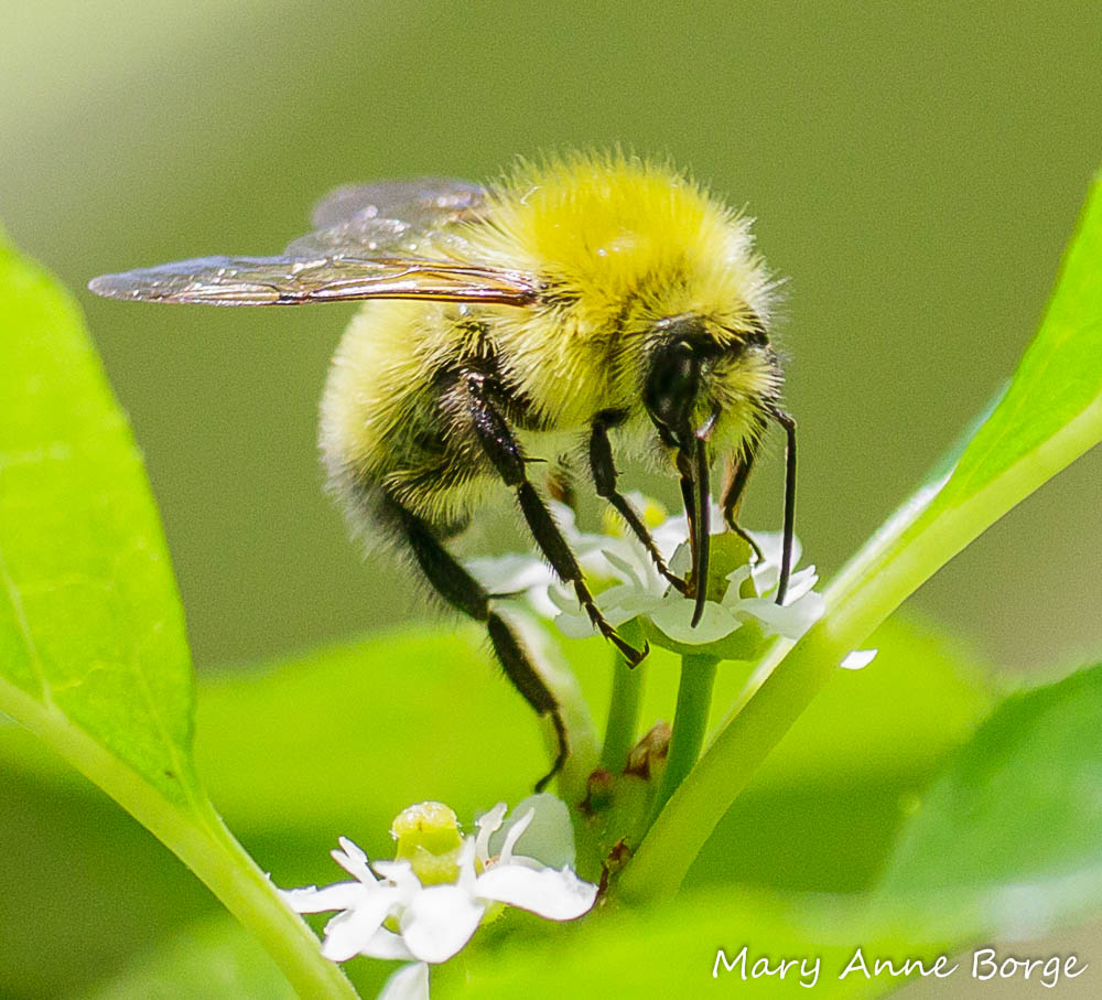 Confusing or Perplexing Bumble Bee (Bombus perplexus) visiting a Winterberry Holly (Ilex verticillata) female flower. 