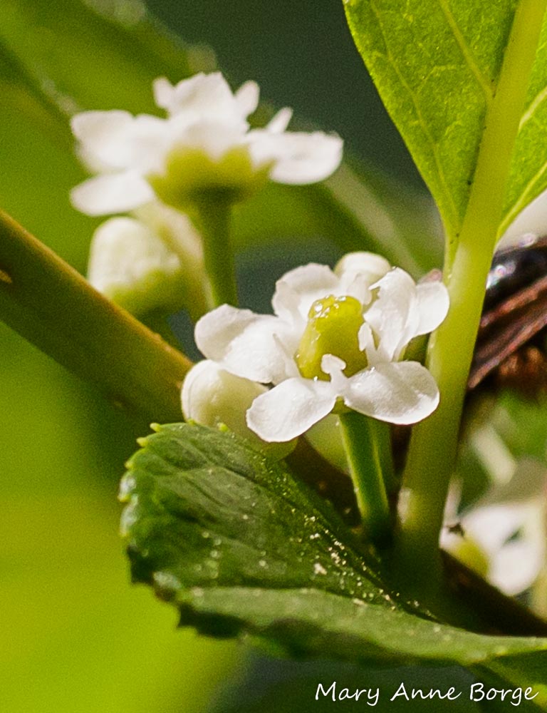 Winterberry Holly (Ilex verticillata) female flowers in bloom.  The female reproductive part, the pistil, is the green mound-shaped object in the center of the flower.  The ovary is at the base, and will develop into a fruit if pollination is successful and the ovules inside are fertilized. The flat-ish tissue at the top is the stigma, where pollen must be placed by an incoming bee or other pollinator.  The white arrow- or spade-shaped projections in between the petals are sterile stamens. 