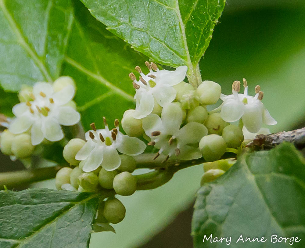 Winterberry Holly (Ilex verticillata) male flowers in bloom. The male reproductive parts, called stamens, reach up from the face of the flowers.  Pollen is produced from the anthers at their tips.  