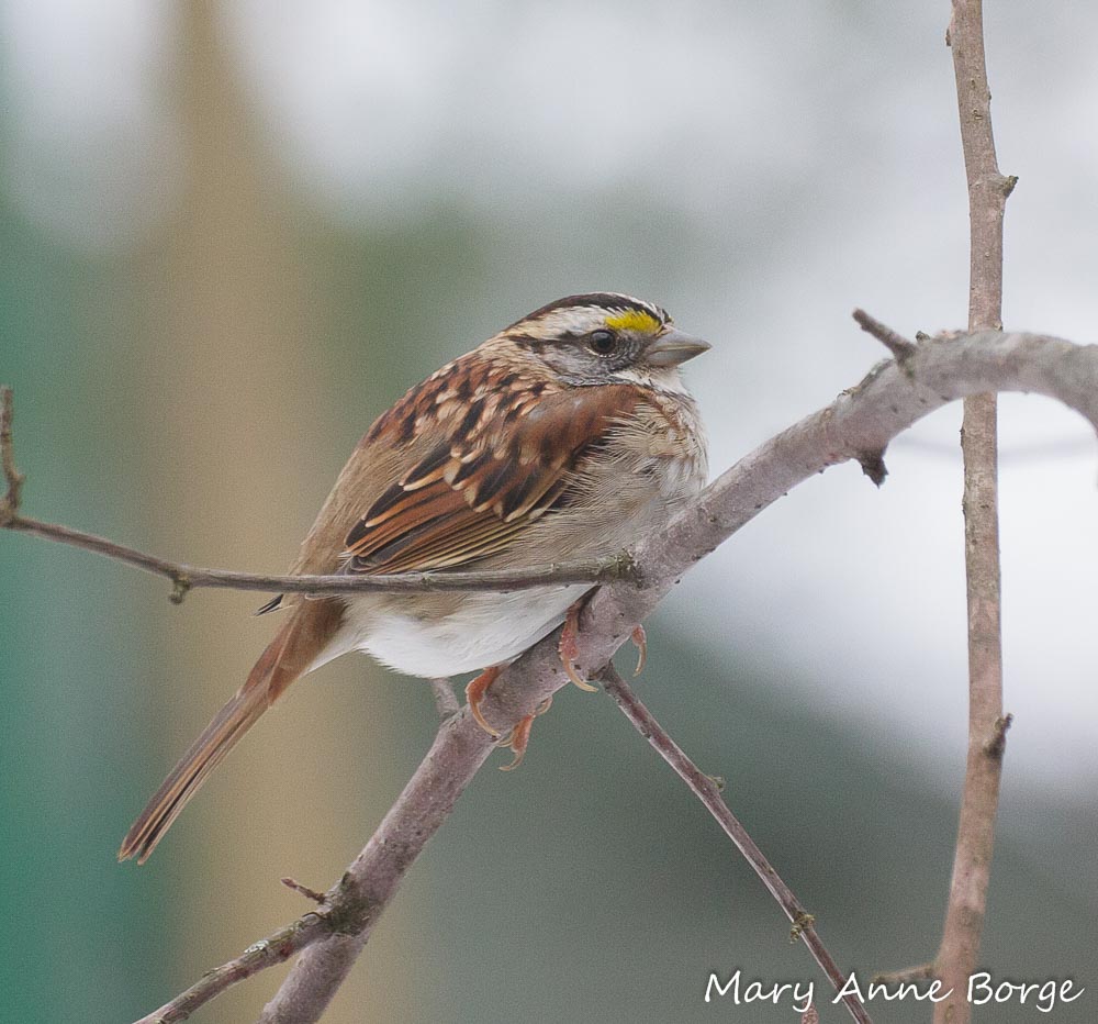 White-throated Sparrows are among the birds that eat Winterberry Holly (Ilex verticillata) fruit.