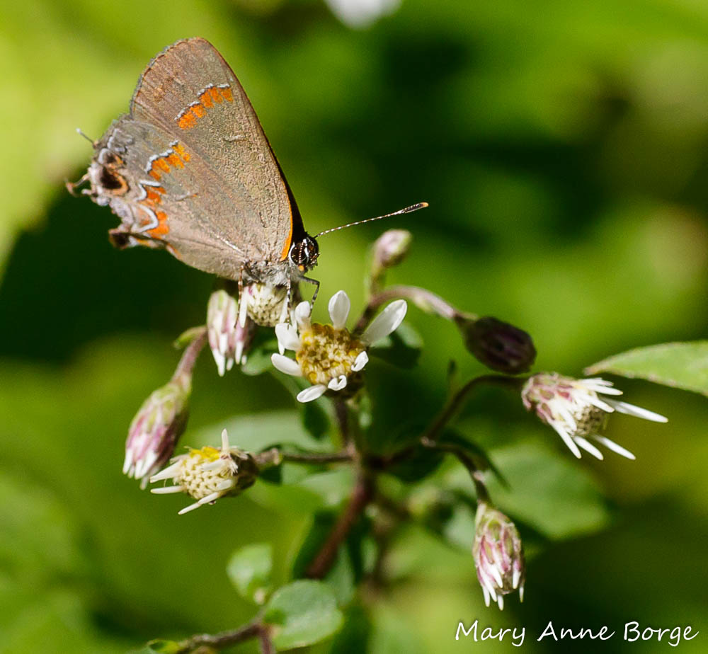Red-banded Hairstreak on White Wood Aster (Eurybia divaricata) in our shade garden