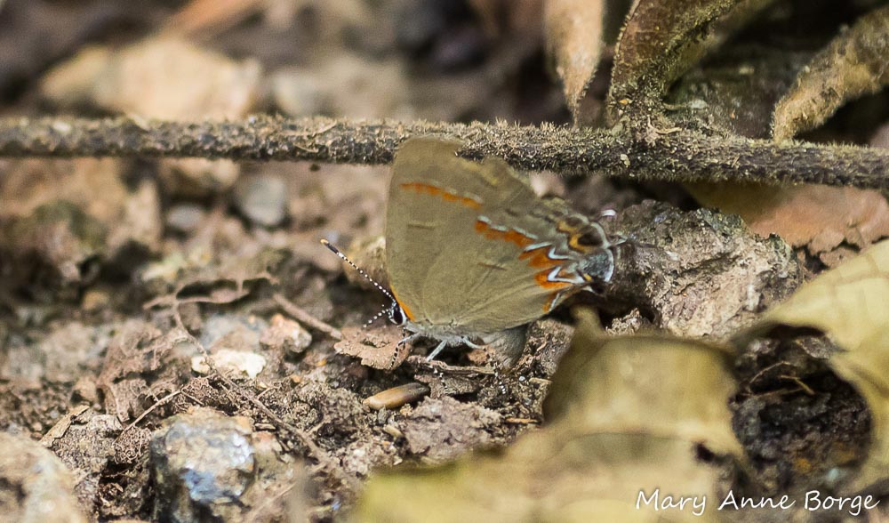 She walks over twigs until she pauses one more time to lay an egg on detritus
