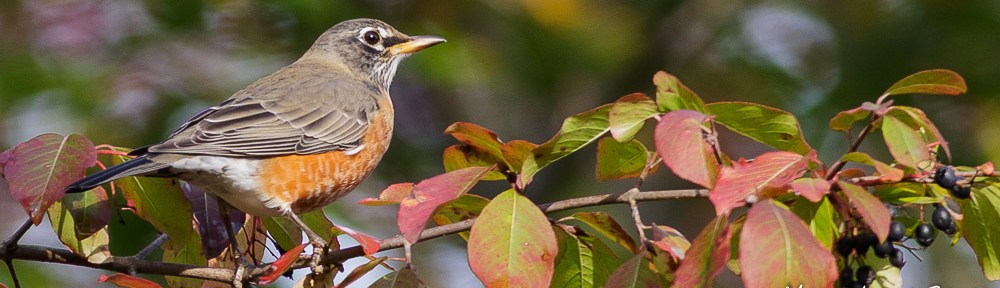 American Robin in Blackhaw Viburnum (Viburnum prunifolium)
