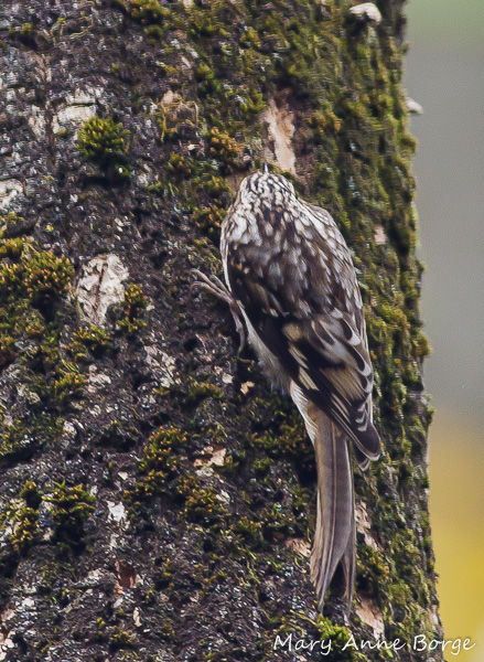 Brown Creeper