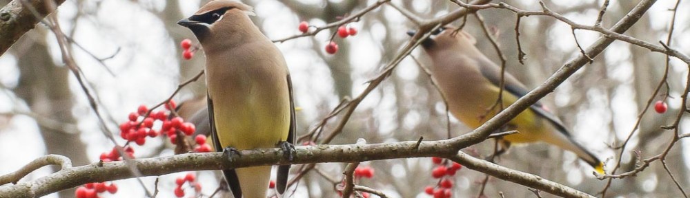 Two Cedar Waxwings