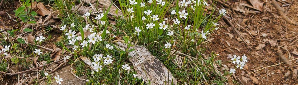 Field Chickweed (Cerastium arvense ssp. strictum)