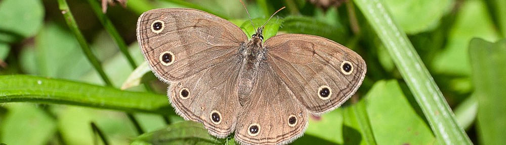 Little Wood-Satyr (Megisto cymela)